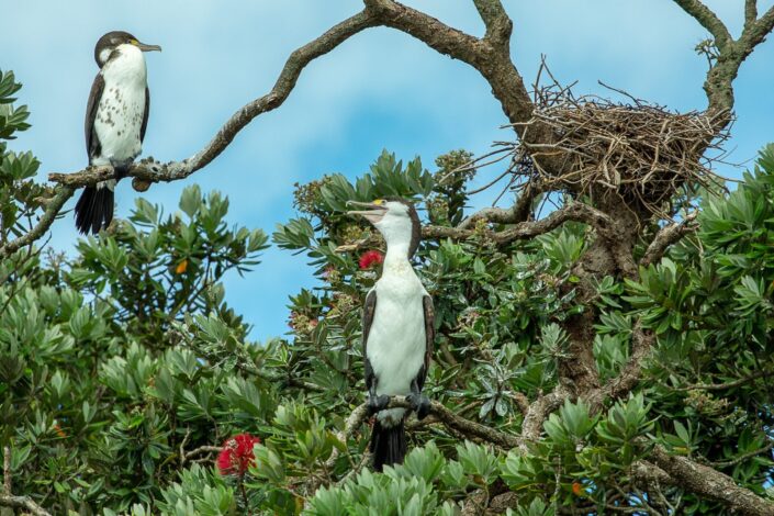 belinda brown photography nz travel